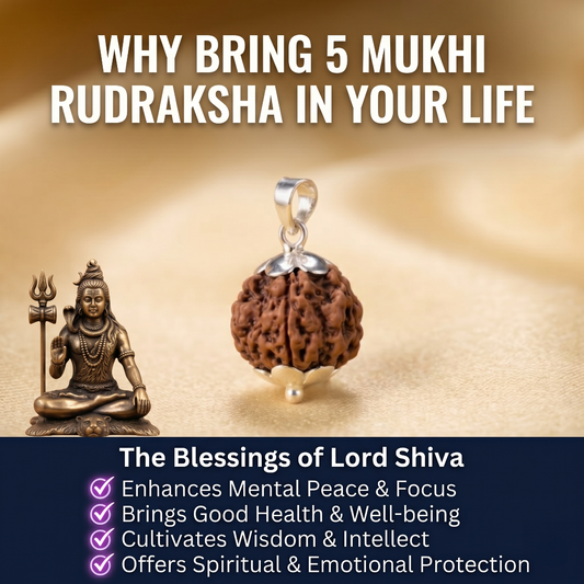 5 Mukhi Nepali Rudraksha - Paanch Mukhi
